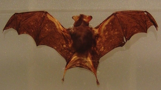 kitti s hog nosed bat or bumblebee bat bat facts and kitti s hog nosed bat or bumblebee bat bat facts and