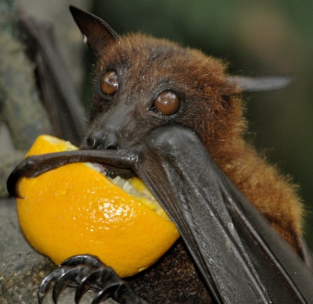 Bat feeding facts