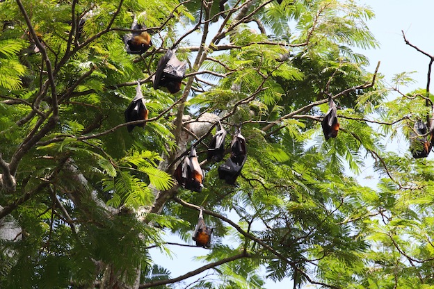 bat habitat images reverse search bat habitat images reverse search