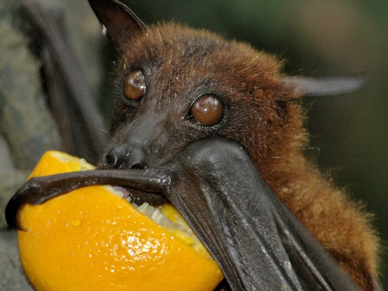 Image result for fruit eating bat