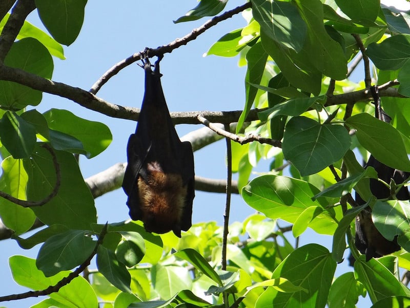 Bat Evolution Bat Facts and Information