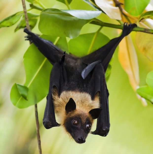 Image result for fruit bat