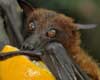 facts about bats facts about bats