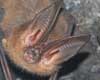 bat information bat information