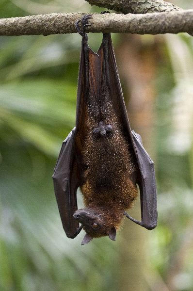 a flying fox hangs
