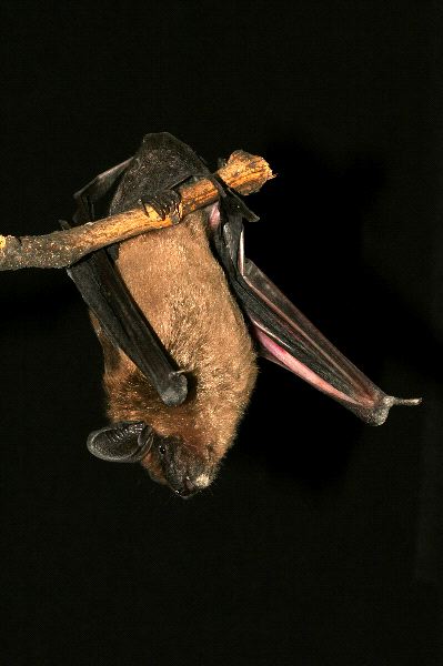 Bat Hanging From a Branch