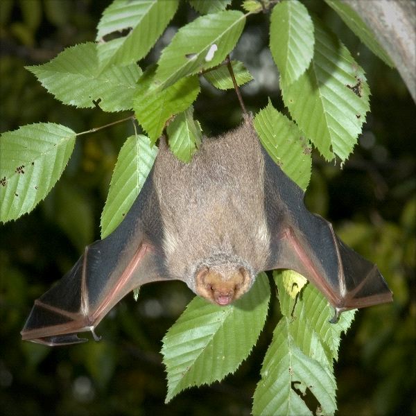 bat hanging upside down