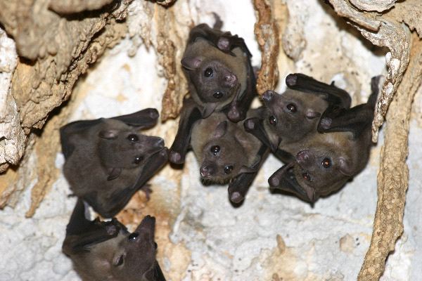 Bats in Cave