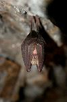 Copper-Winged Bat In Cave