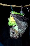 Egyptian Fruit Bat Eating - Rousettus aegyptiacus