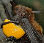 Fruit Bat Drinking Orange Juice