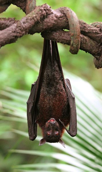 Fruit Bat With Big Eyes
