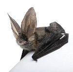 Grey Long-Eared Bat - Plecotus Astriacus