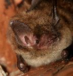 Little Brown Bat Close-Up
