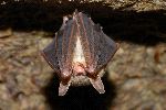 Little Brown Bat Hanging
