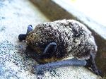 Little Brown Bat Sleeping - Myotis lucifugus