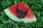 Small Bat Eating A Slice Of Watermelon