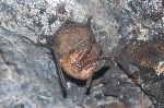 Townsends Big-Eared Bat Hanging In a Cave