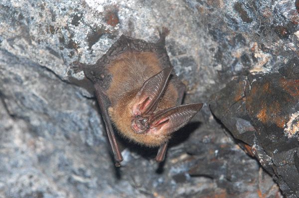 Townsends Big-Eared Bat Hanging In a Cave