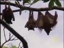 Eating Bats in Papua New Guinea