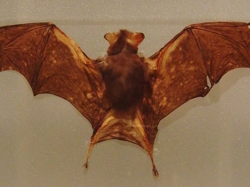 Kitti’s Hog-Nosed Bat or Bumblebee Bat