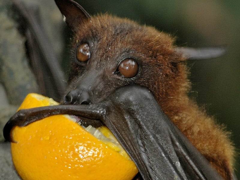 Dieta de los murciélagos.