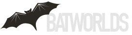 Bat Facts and Information