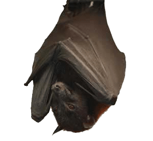 bat facts
