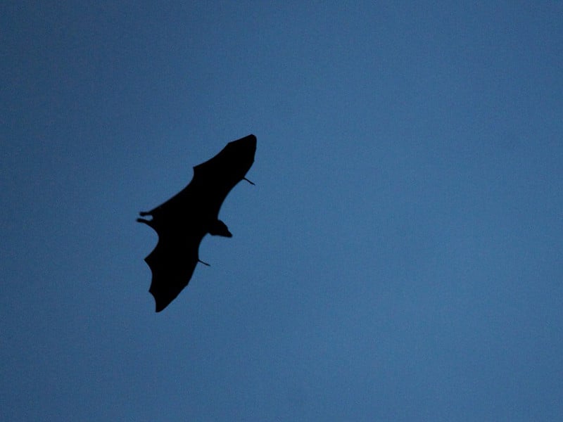Bat Species - Bat Facts and Information