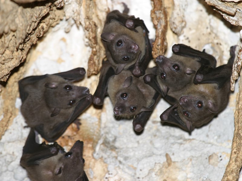 Distribución de los murciélagos.