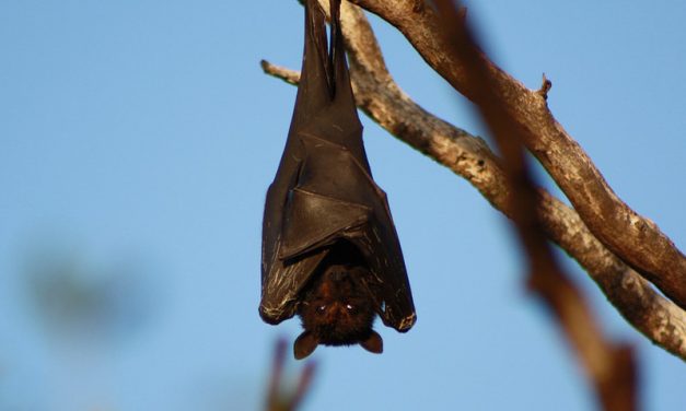 Facts about Bats