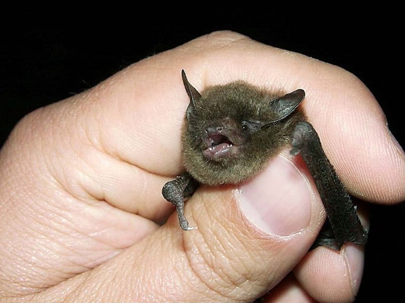 Indiana Bat - Bat Facts and Information