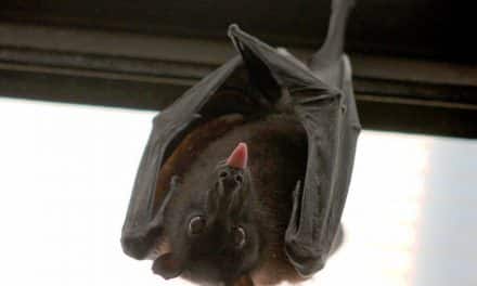 Bat Reproduction