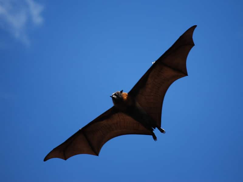 Datos sobre el zorro volador.